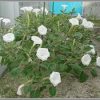 チョウセンアサガオの種と実は危険！朝鮮朝顔の花言葉|成分＆画像